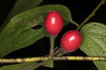 Southern spicebush <BR>Pondberry